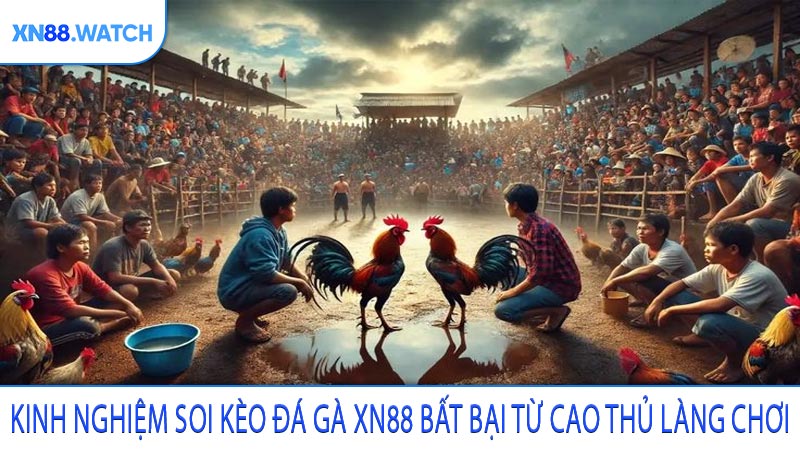 Kinh nghiệm soi kèo đá gà XN88 bất bại từ cao thủ làng chơi