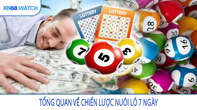 Tổng quan về chiến lược nuôi lô 7 ngày